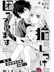 猫猫的调教让我很头疼