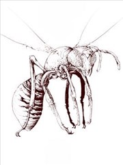 昆虫宇宙起源学说考据