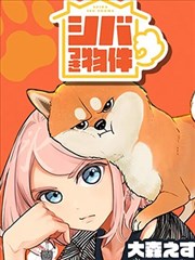 家里毛茸茸的柴犬灵