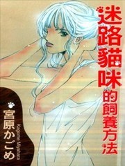 迷路猫咪的饲养方法